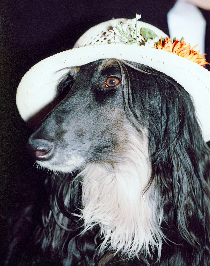 Модница