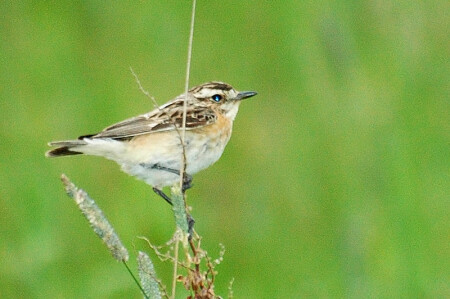 Голубоглазка