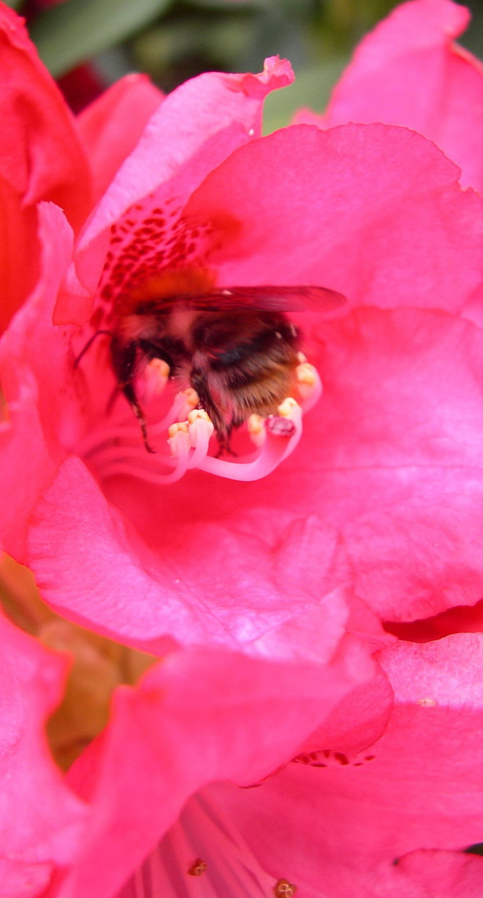 bee and flower