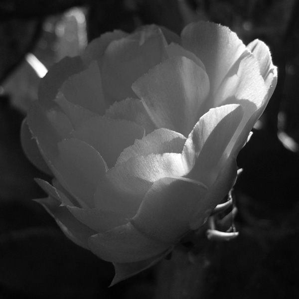 Opuntia (black &amp; white)