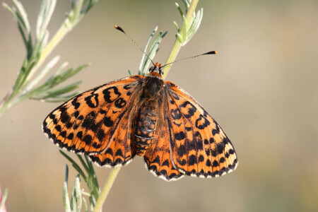 Красная шашечница (Melitaea didima)