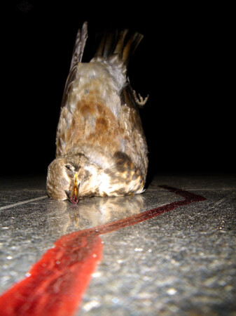 Не дотянула до посадочных огней...