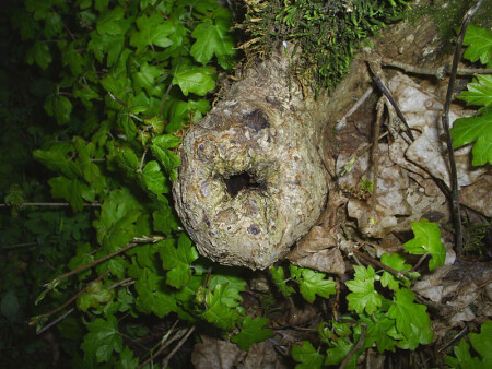 Загадка природы