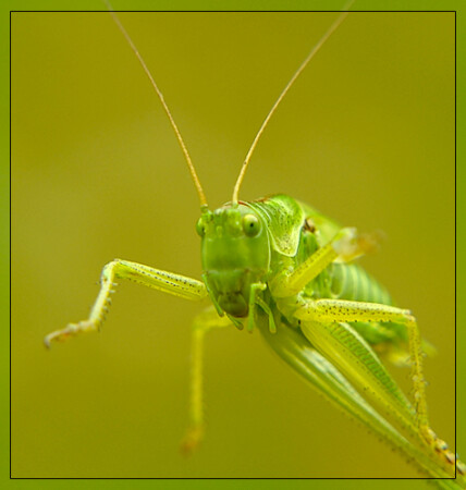 Посторонись!