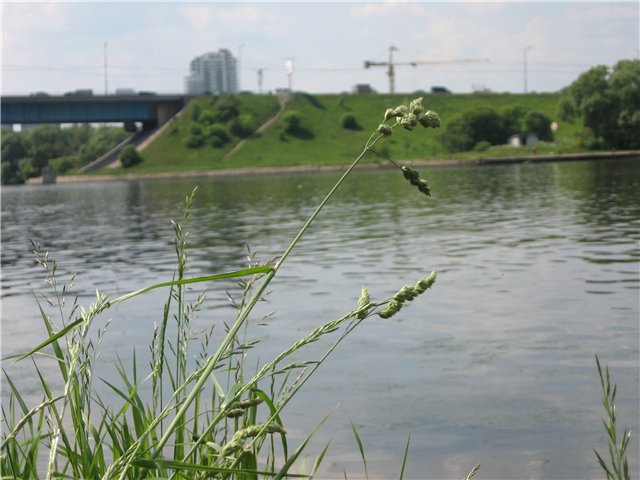 колоски