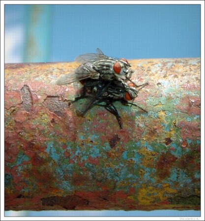 Любовнички