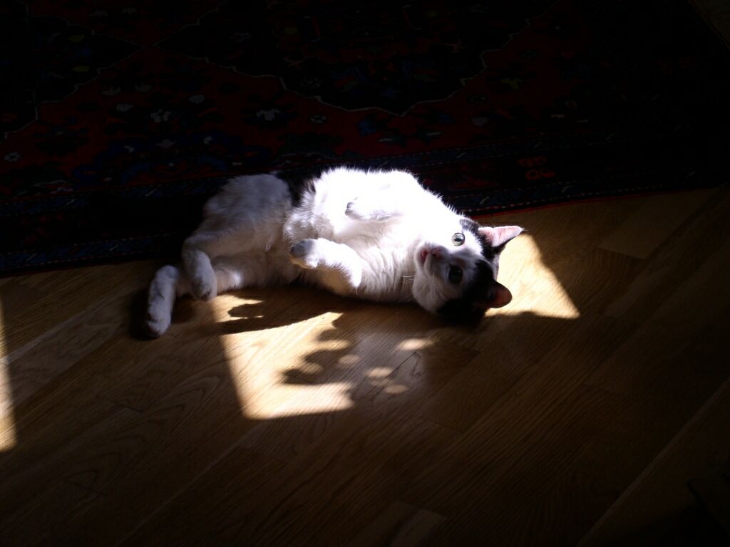 Кот в луче