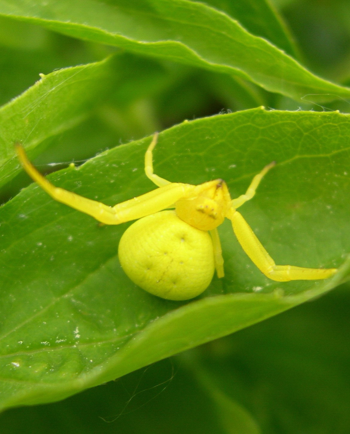 yellow stranger