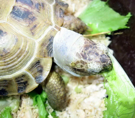 Проголодался