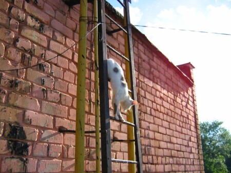 Свистать всех наверх!-2 или Назад!