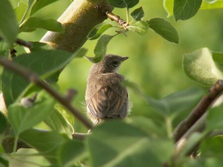 Ближе не подходи