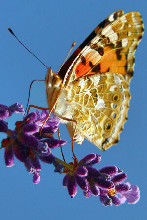 der Schmetterling
