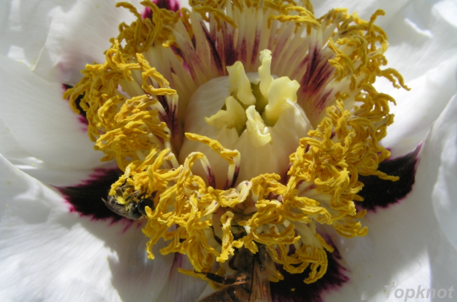 Flora incognita #2