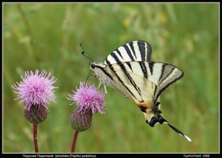 Парусник Подалирий (lphiclides =Papilio podalirius)