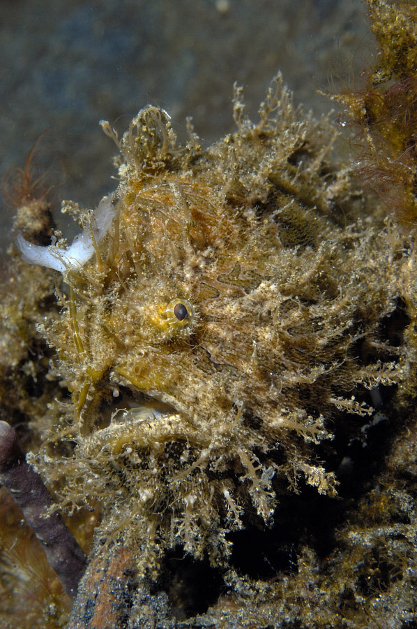 Hairy Frogfish