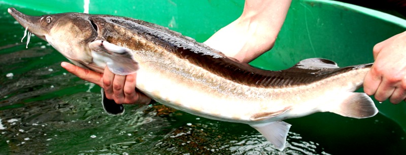 fish