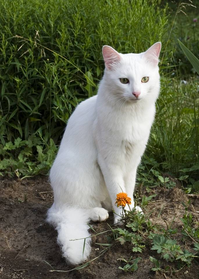 Котик и цветок