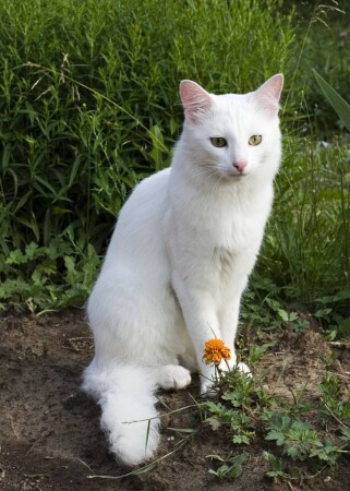 Котик и цветок