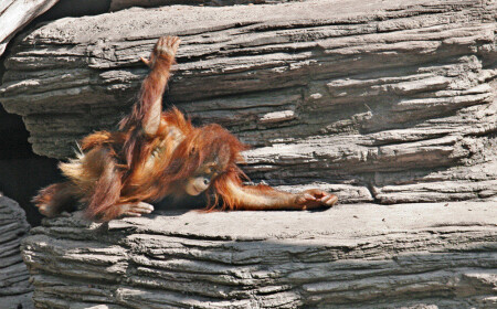 &amp;quot;иди ко мне, моя маленькая крошечка...&amp;quot;