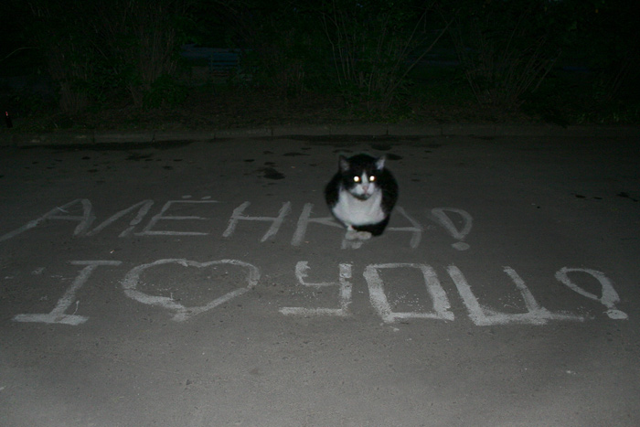 ВЛЮБЛЕННЫЙ КОТ (всем Аленкам клуба...)