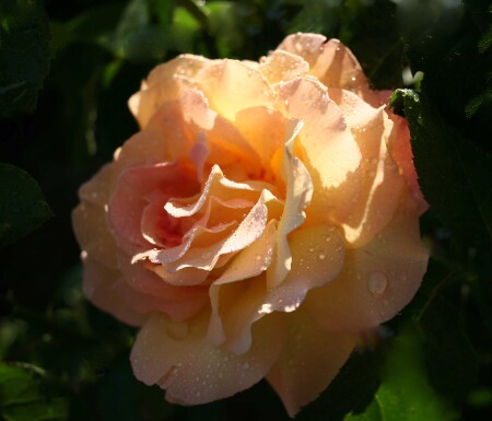 &quot;Глория дей&quot; в Нижневартовске