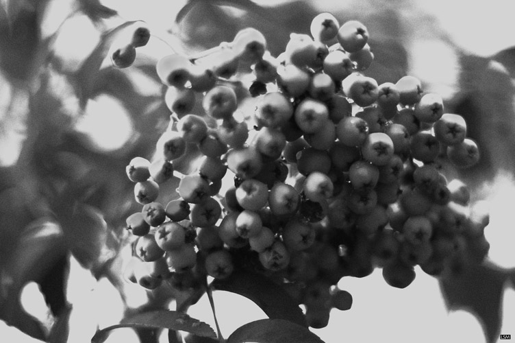 Berry