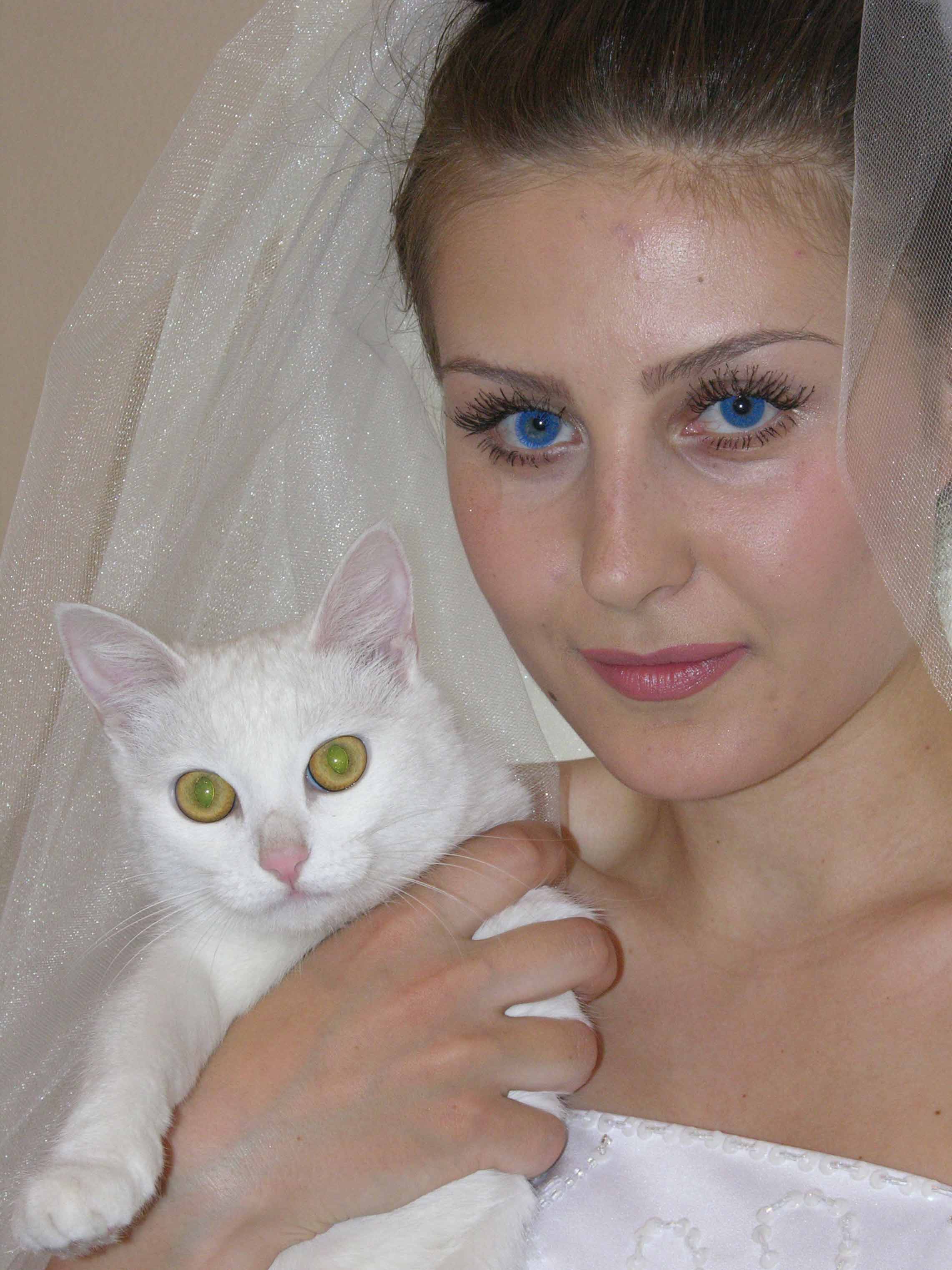 кошка