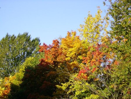 Осенняя палитра