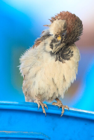 гадкий утенок