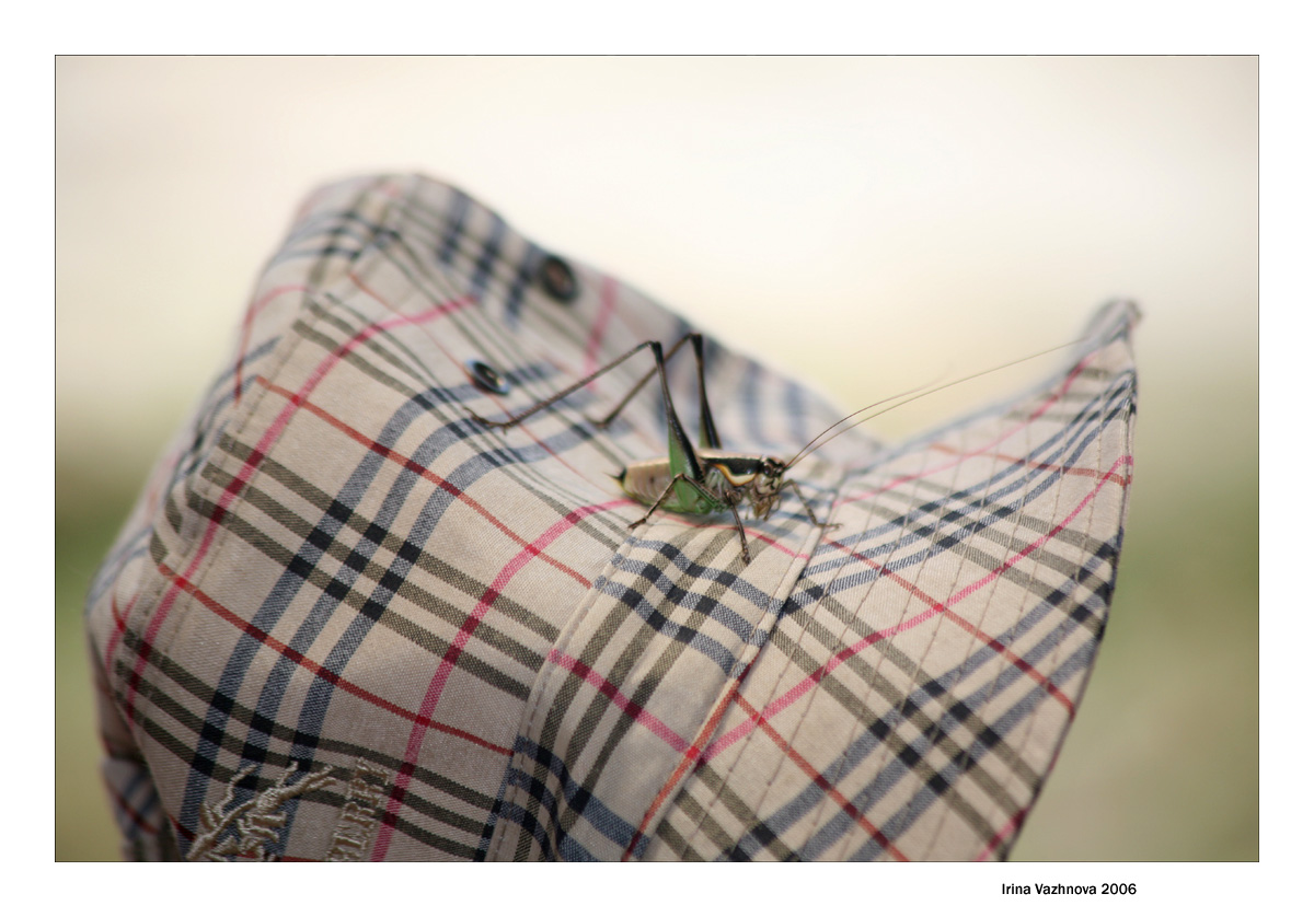burberry
