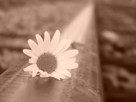 цветок ромашки