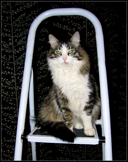 котЪ