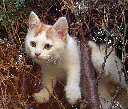 Портрет кота в туе