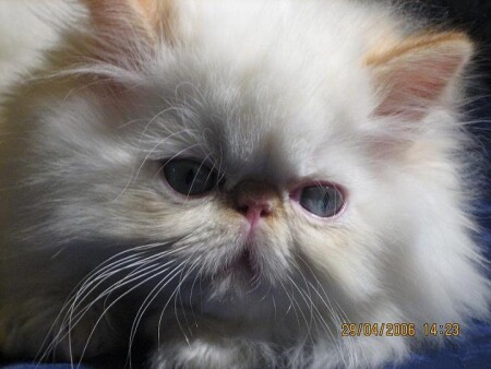 Усатый - не полосатый