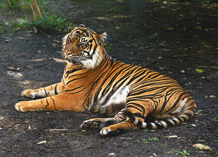 Сфинкс или Как надоели эти туристы