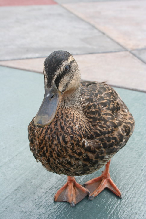 Duck