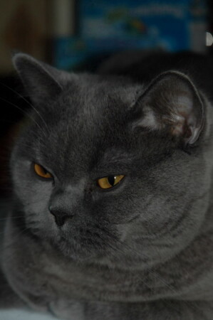 ваша серость