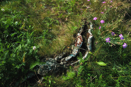 смотри в корень