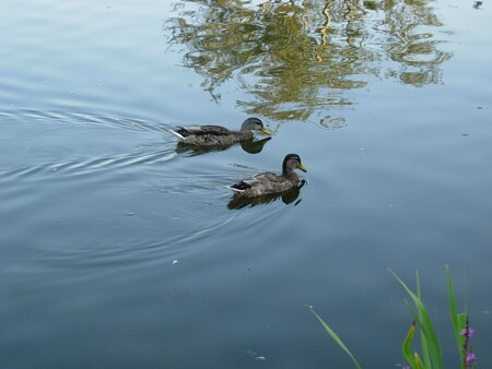 Сладкая парочка