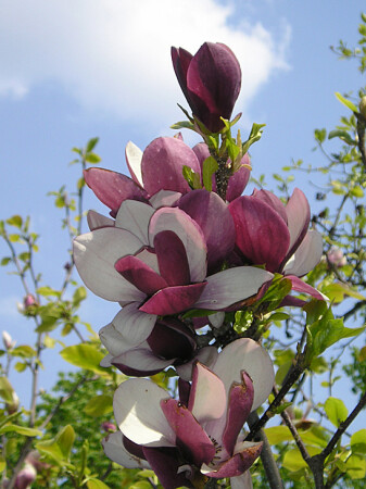 Магнолии