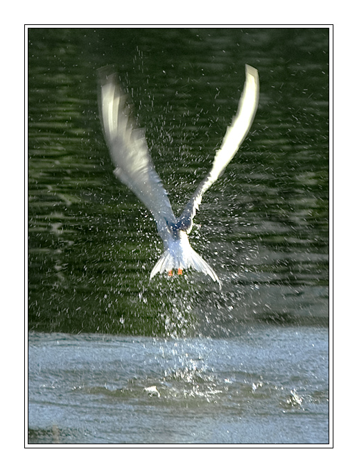 gull