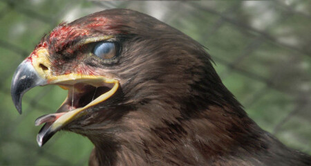 Павший Король