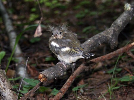 Ушастый зяблик