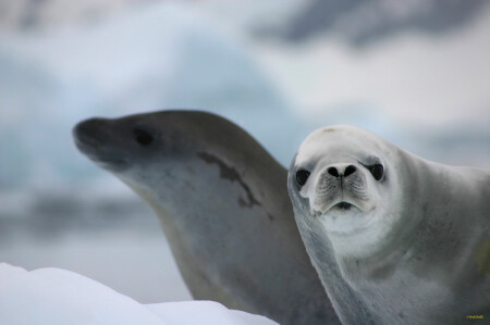 Seals №1