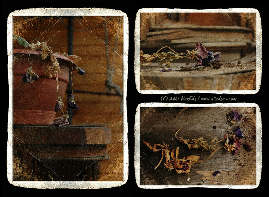 3in 1 (still life)
