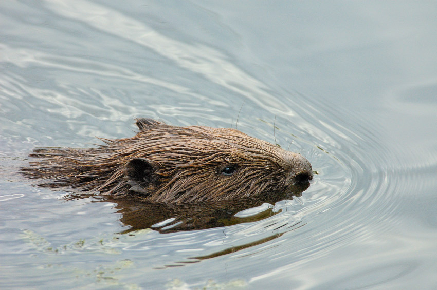 Hairy Beavers