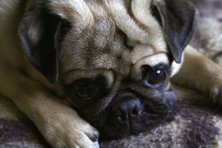 Прикинусь грустным,ругать не будут...