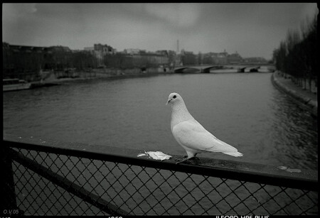 Голубь на мосту влюбленных. Париж. 2005