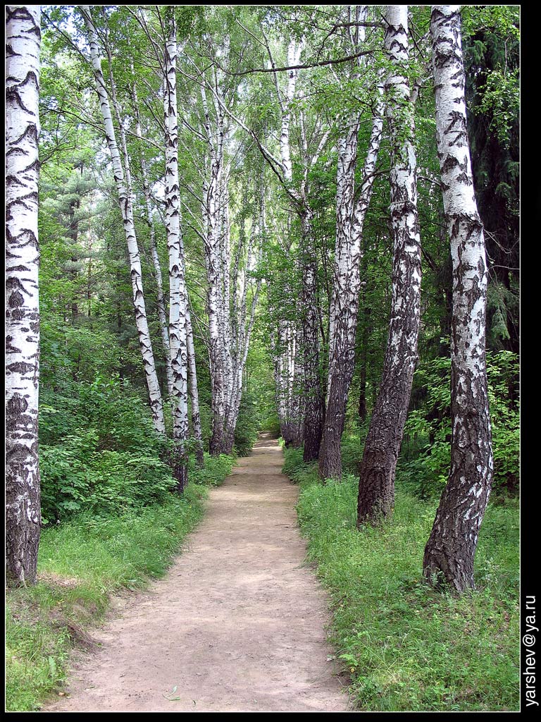 Аллеи березовой тишь