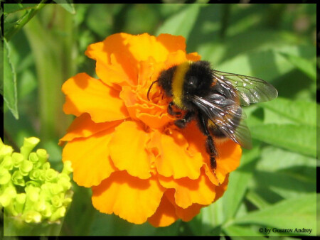 "Beeline" flower